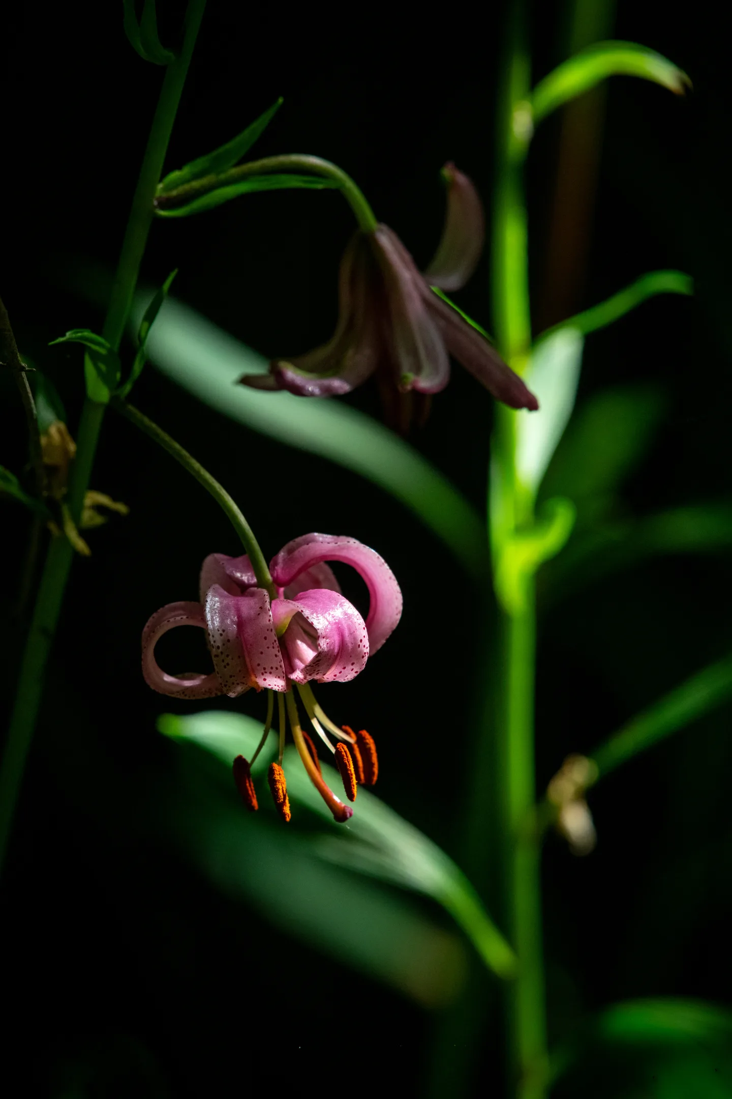 Floare 
